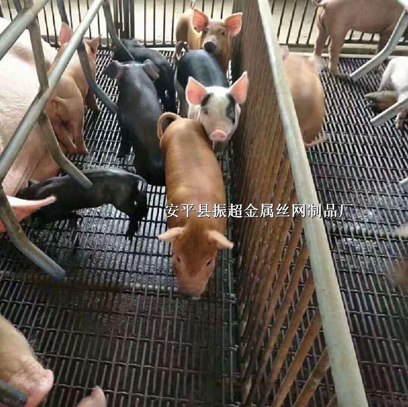 露粪地板网，养猪轧花网，钢铁丝产床网http://m.joyexam.cn